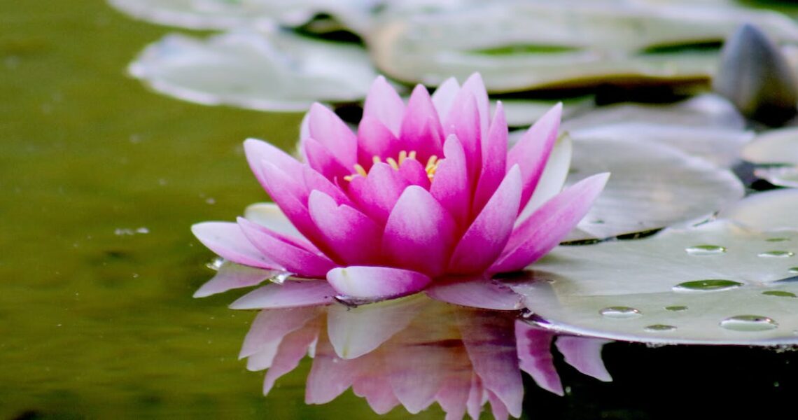 Aménager un jardin zen pour une détente absolue